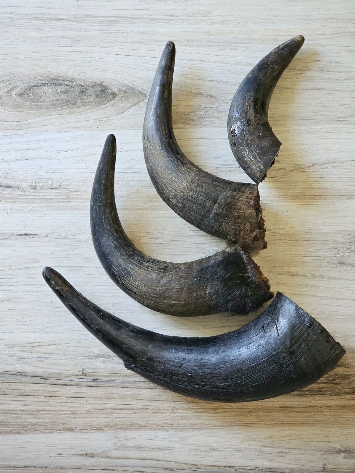 Bison Horn (Grass Fed & Finished) - Ulti - Mutt Toys