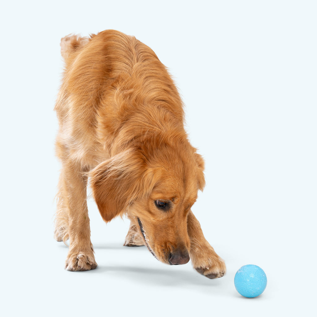 Boundr - Ulti-Mutt Toys