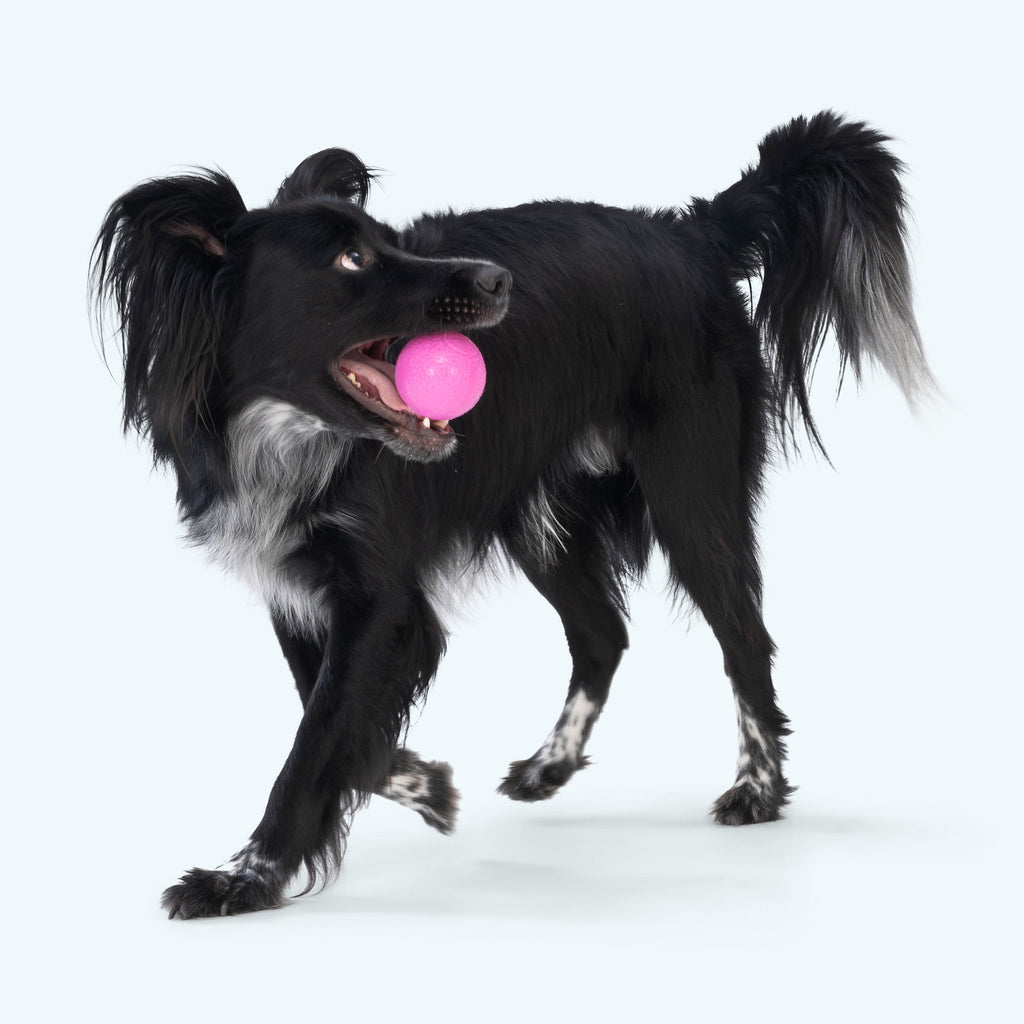 Boundr - Ulti-Mutt Toys