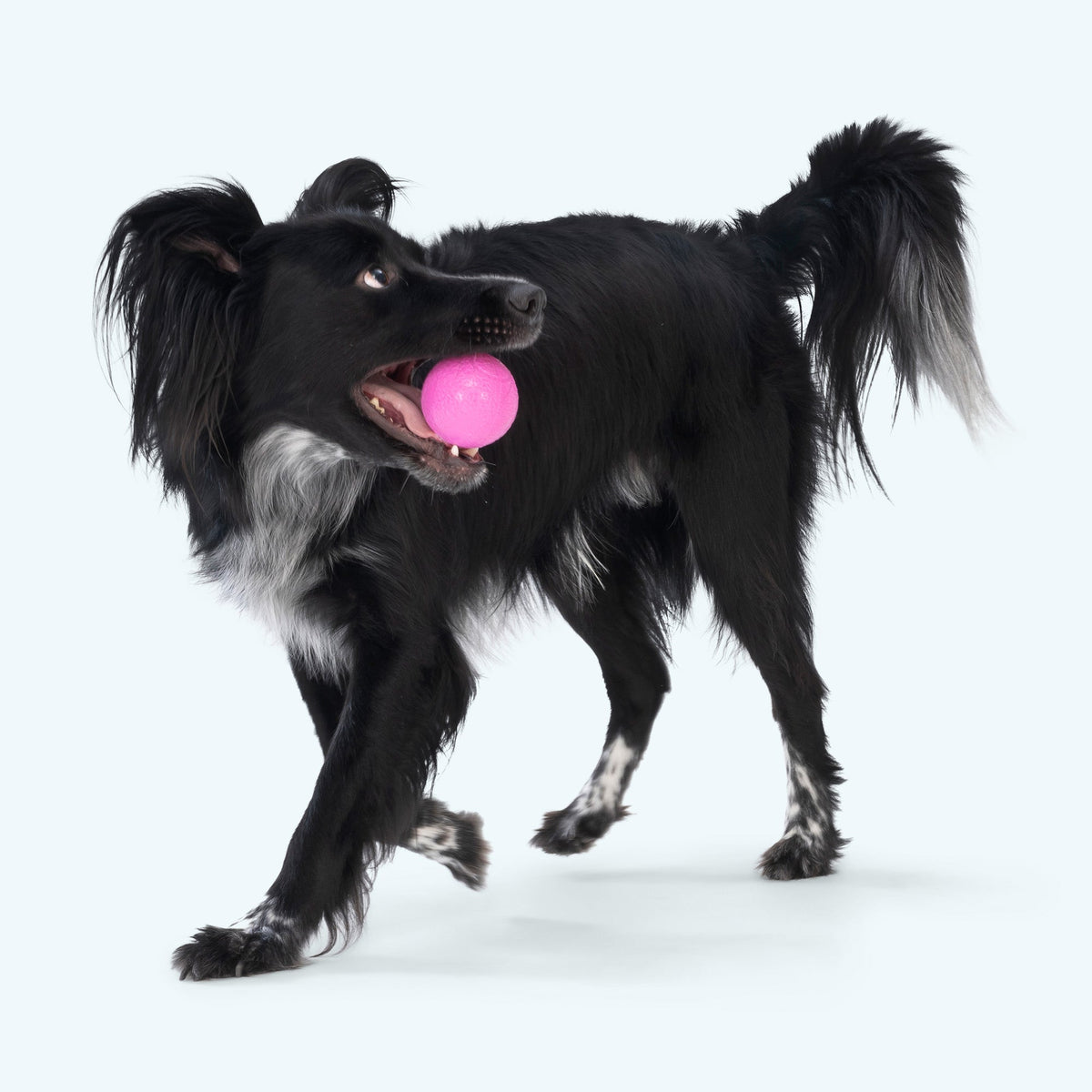 Boundr - Ulti-Mutt Toys