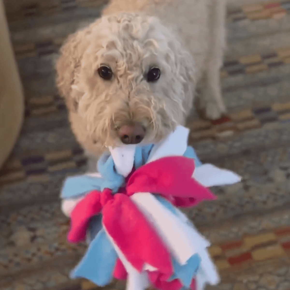 Chelsy’s Toys Snuffle Ball – Interactive Dog Enrichment, Treat & Training Toy - Ulti-Mutt Toys