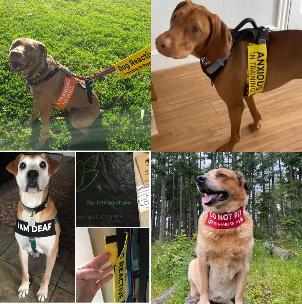 Foster Dog - Looking For My Forever Home Leash Flag - Ulti - Mutt Toys