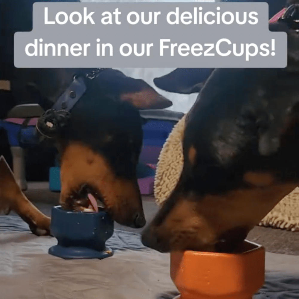FreezCup - Long - Lasting Chew Fun - Ulti - Mutt Toys