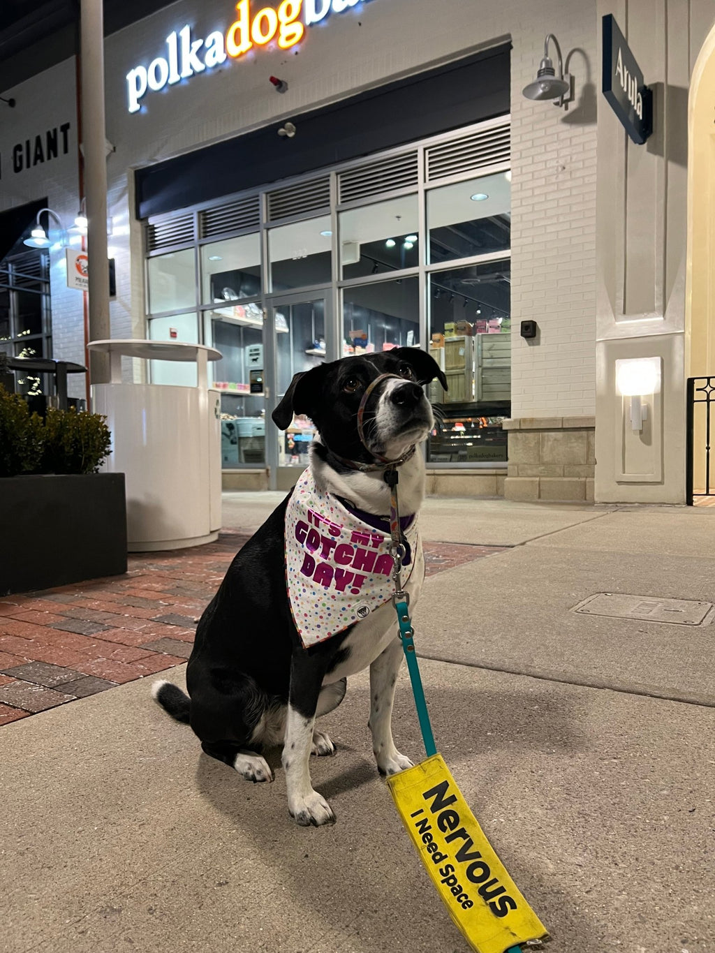 Gotcha Day Bandana - Ulti-Mutt Toys