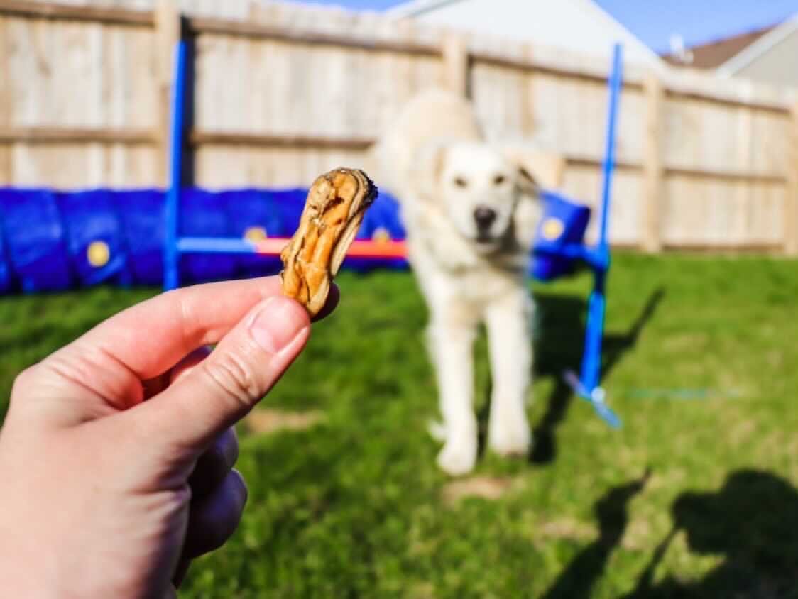 Green Lipped Mussels (+Freeze Dried Options) - Ulti - Mutt Toys