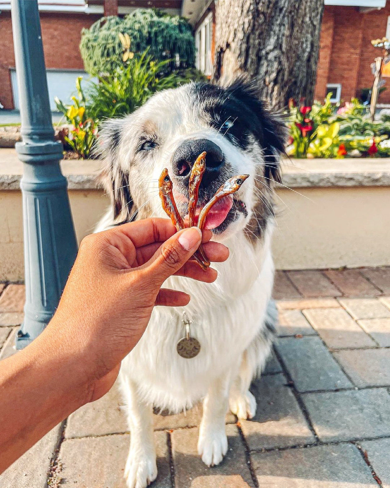 Smelt (Wild Caught)(+ Freeze Dried Options)