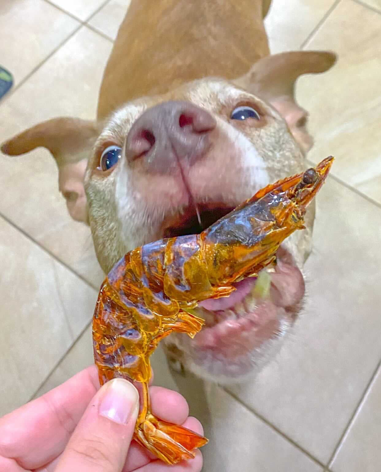 Shrimp (+Freeze Dried Options)
