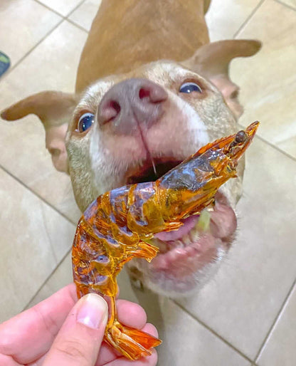 Shrimp (+Freeze Dried Options)
