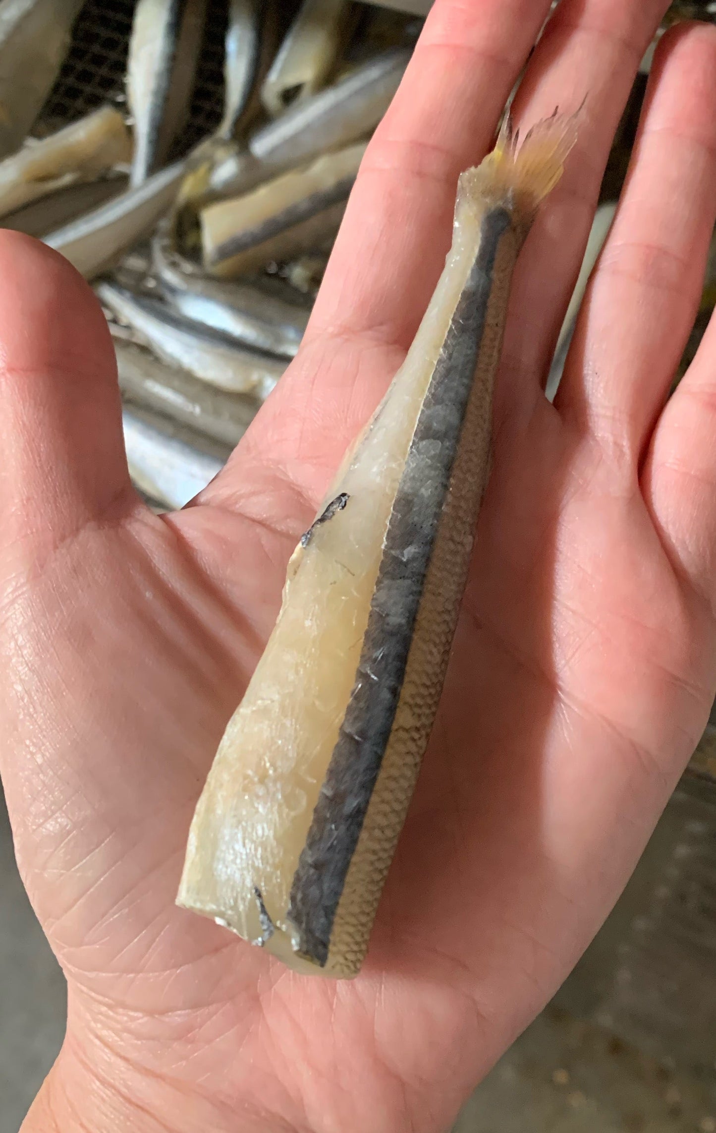 Smelt (Wild Caught)(+ Freeze Dried Options)