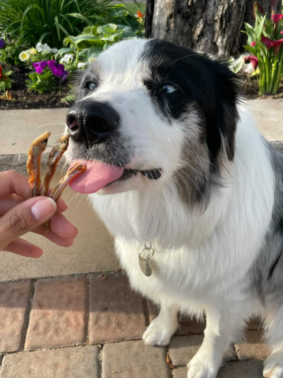 Smelt (Wild Caught)(+ Freeze Dried Options)