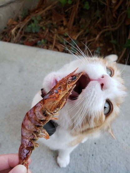 Shrimp (+Freeze Dried Options)