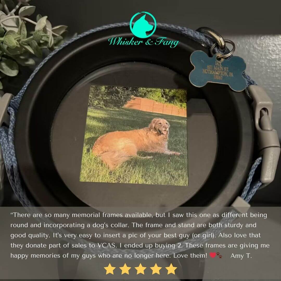 Large Dog Collar Frame and Stand Bundle | "The Labrador"