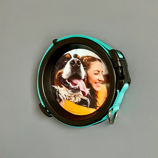 Medium Dog Collar Frame | "The Beagle"