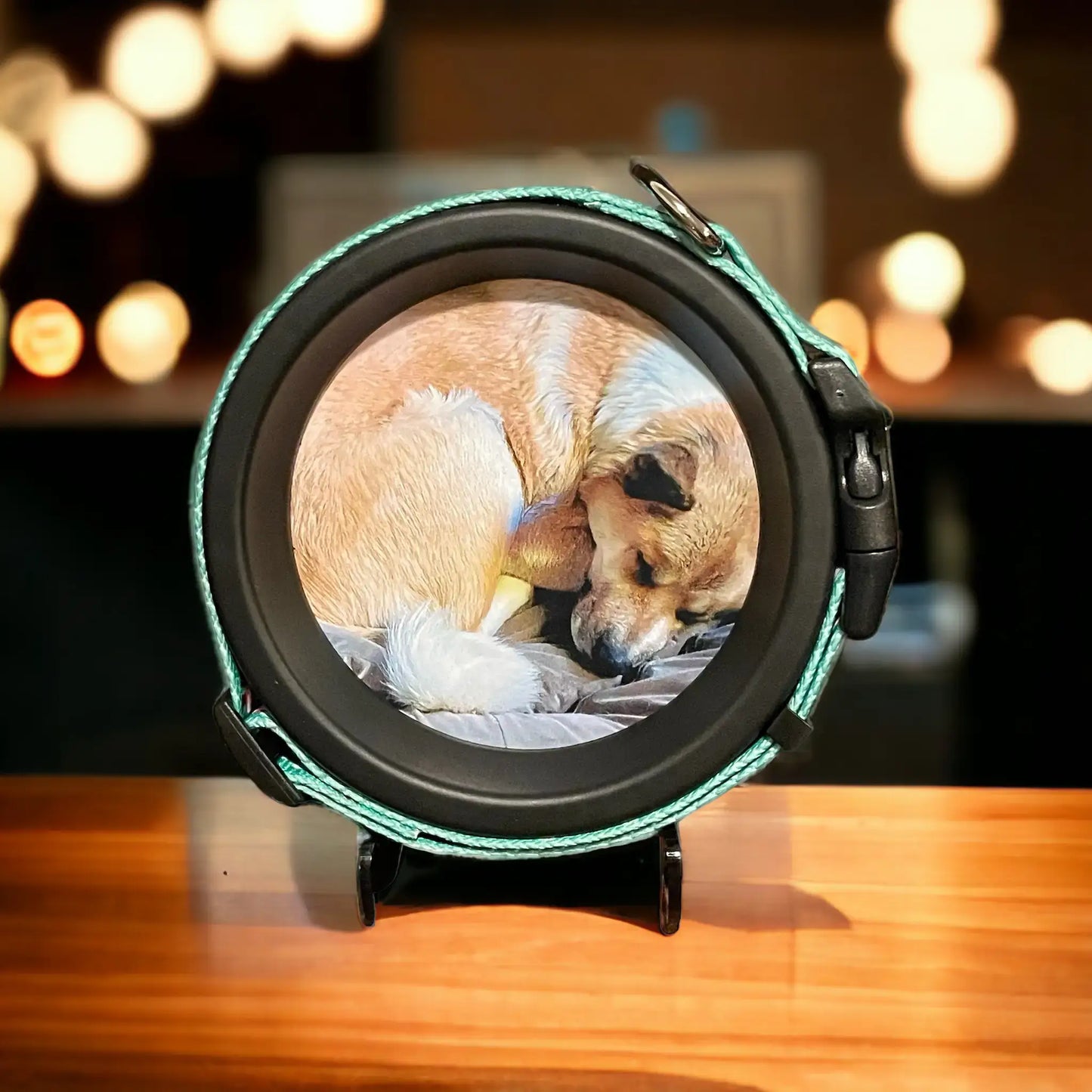 Medium Dog Collar Frame and Stand Bundle | "The Beagle"