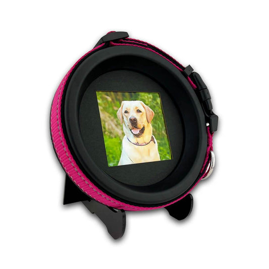 Large Dog Collar Frame and Stand Bundle | "The Labrador"
