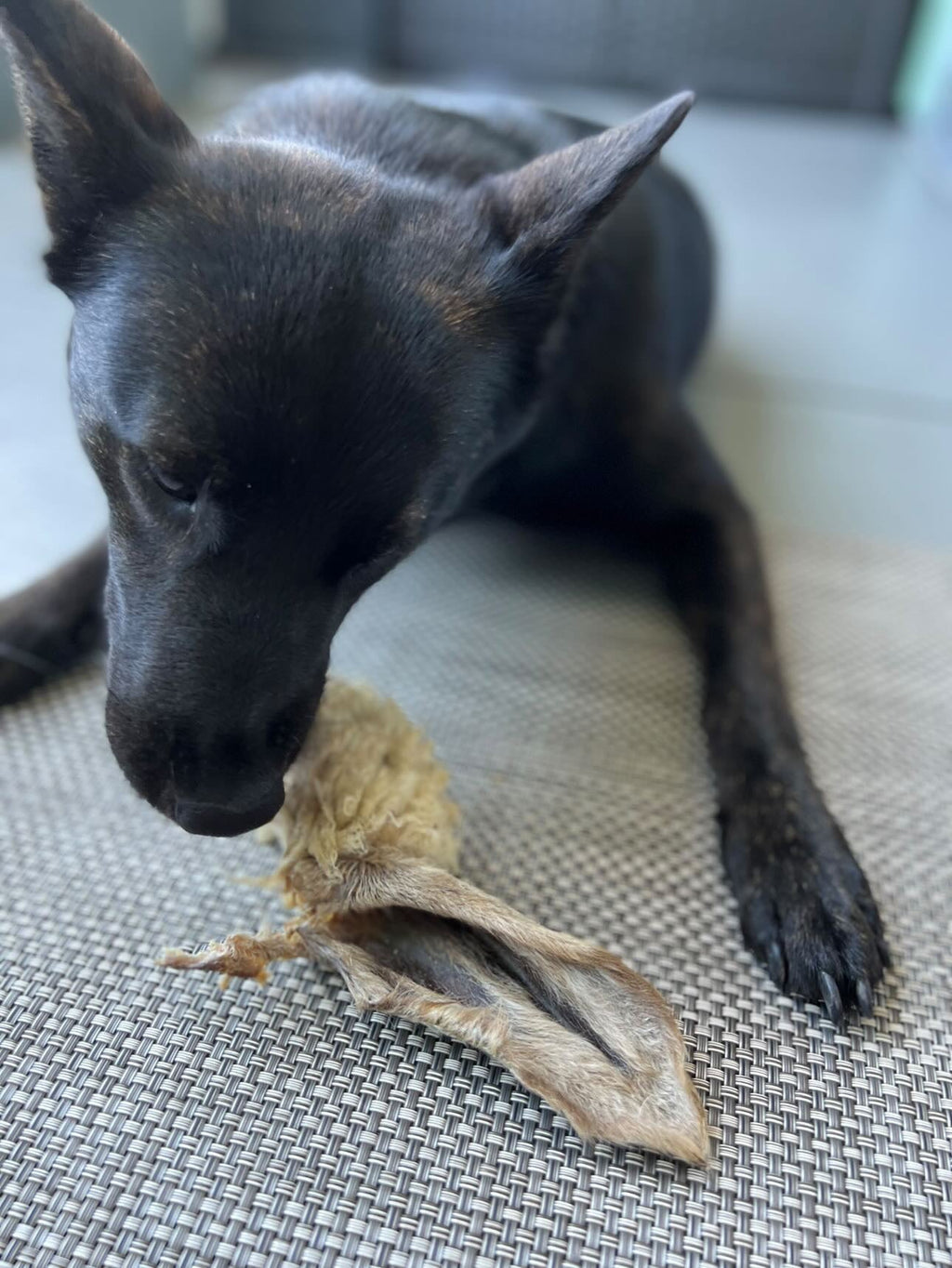 Lamb Ears - Ulti - Mutt Toys