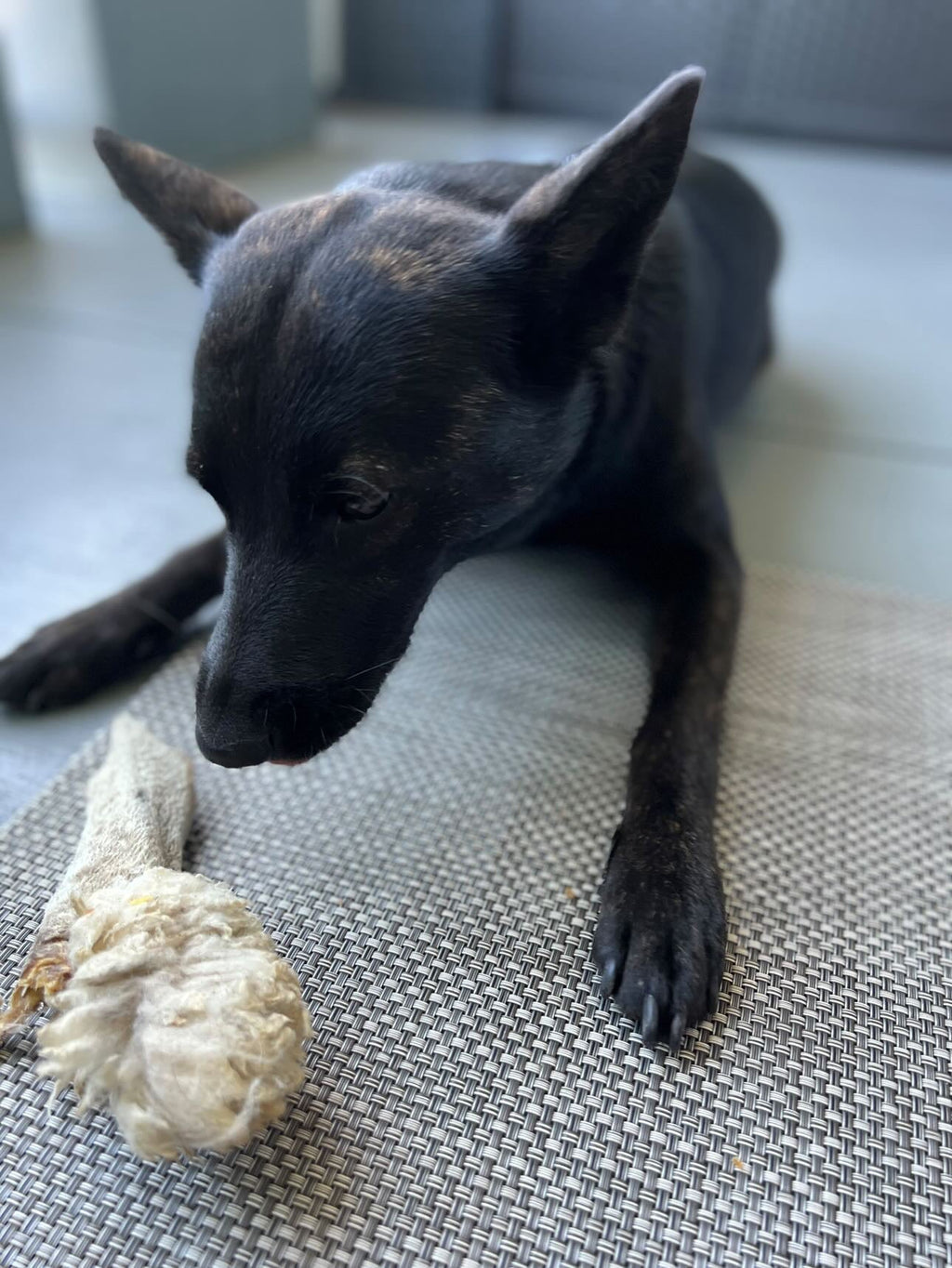 Lamb Ears - Ulti - Mutt Toys