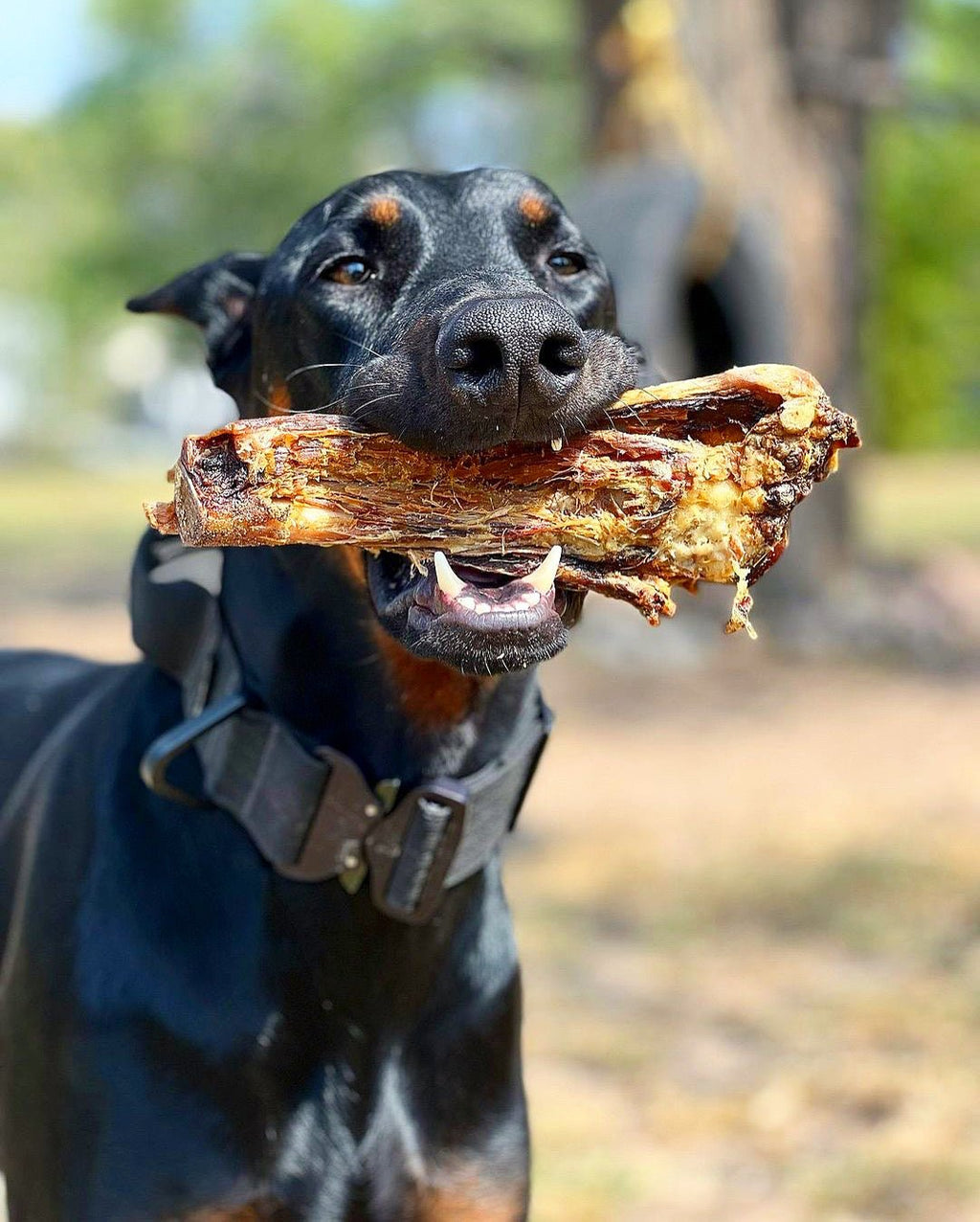 Lamb Shank (GFF & Pasture Raised) - Ulti - Mutt Toys