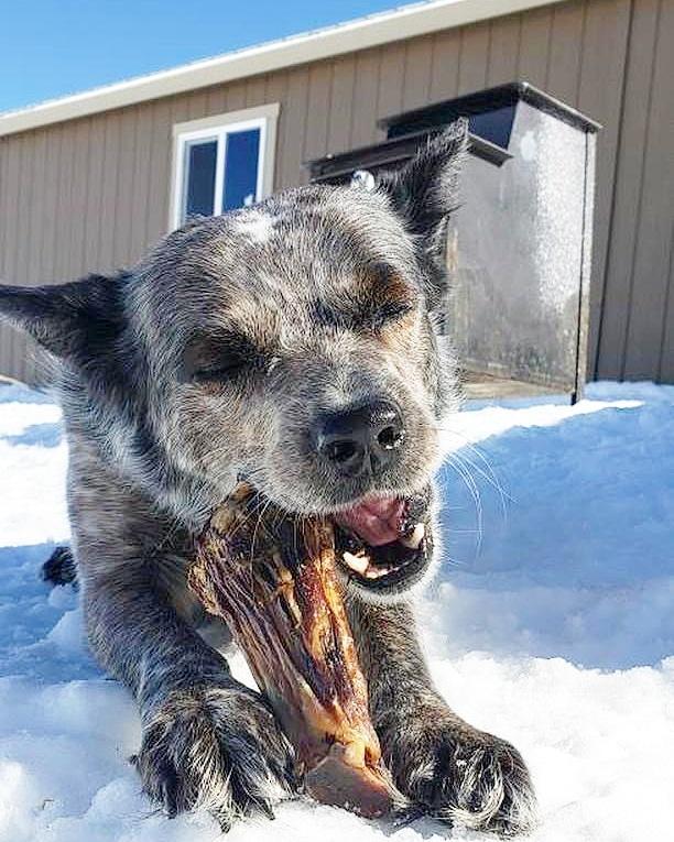 Lamb Shank (GFF & Pasture Raised) - Ulti - Mutt Toys