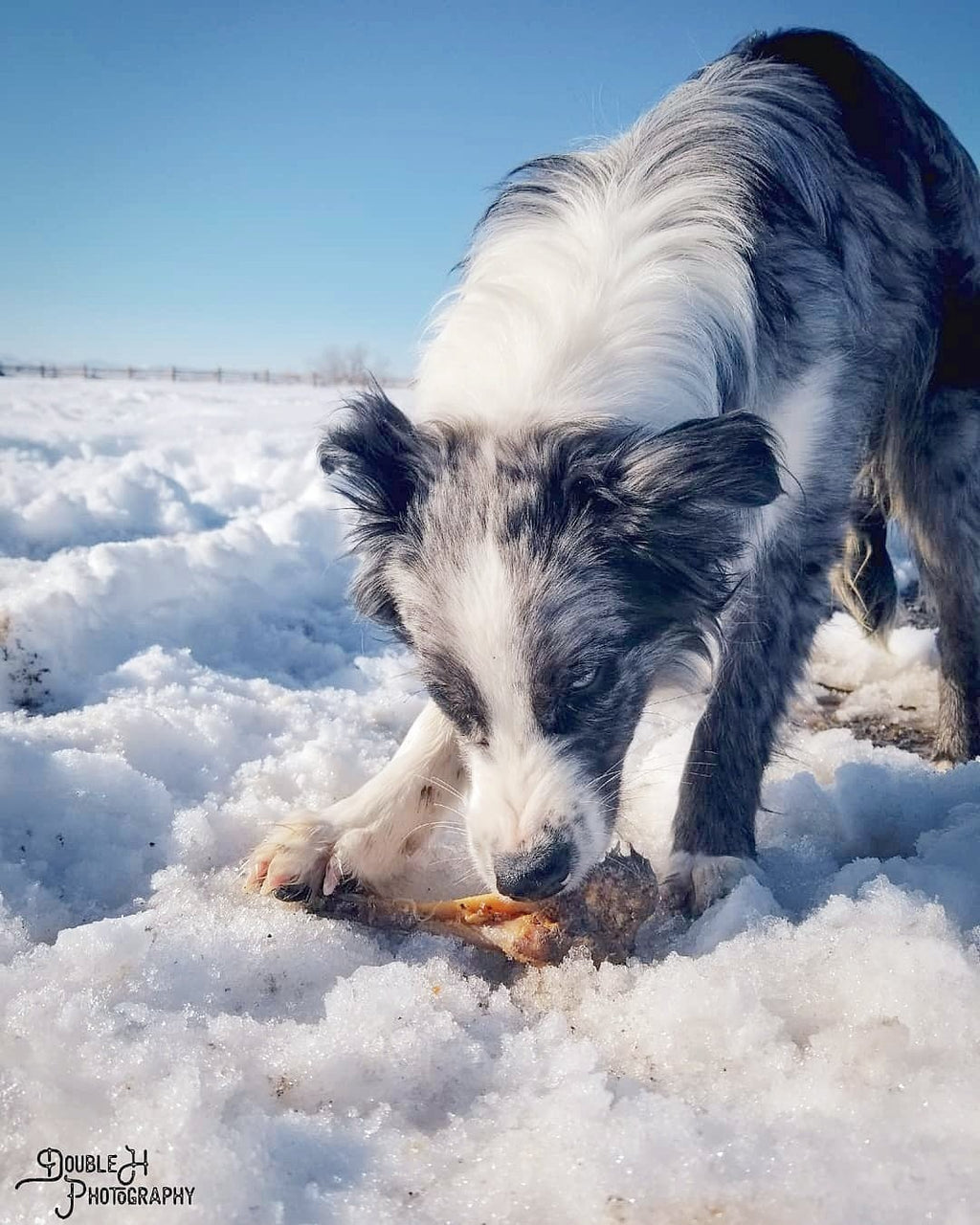 Lamb Shank (GFF & Pasture Raised) - Ulti - Mutt Toys