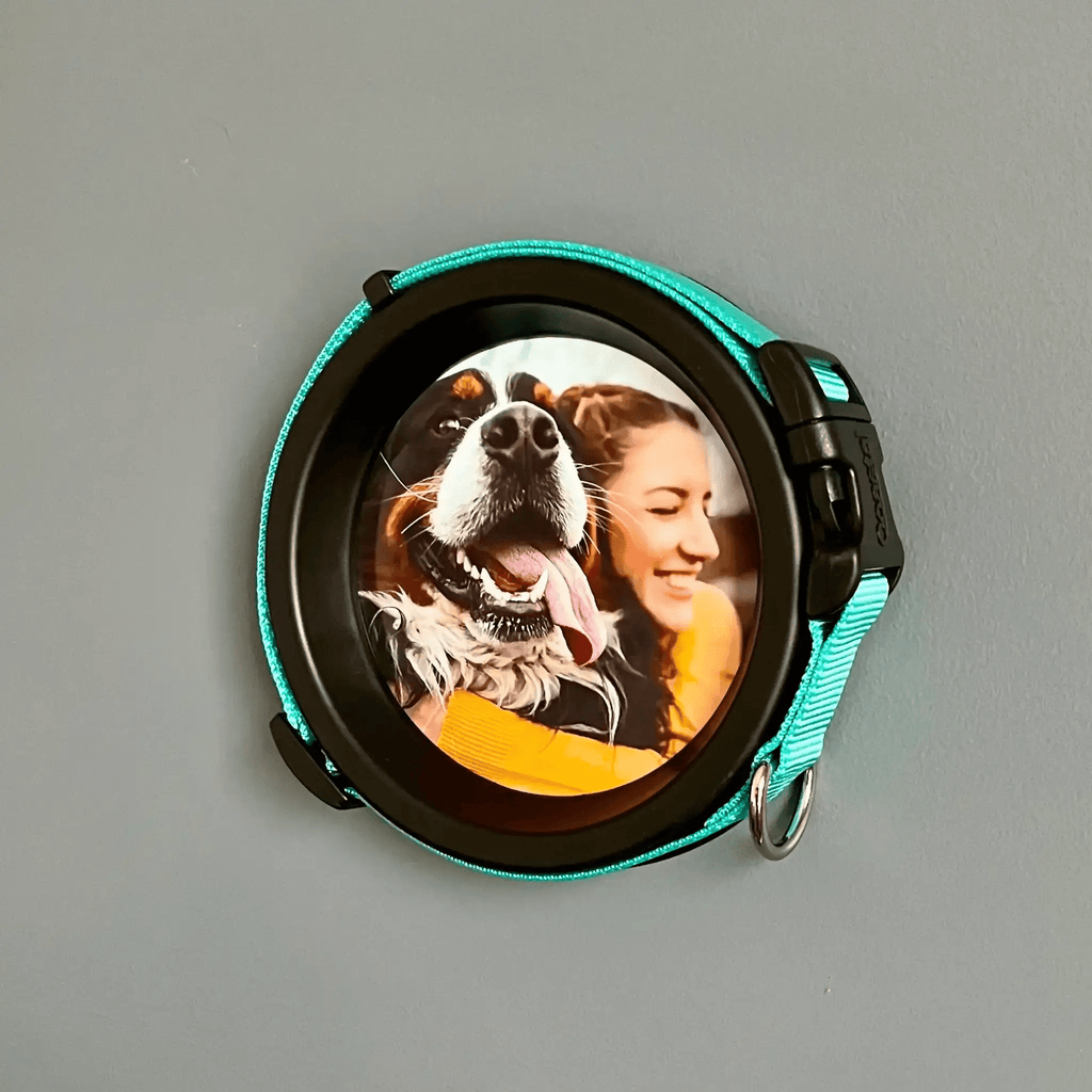 Medium Dog Collar Frame | "The Beagle" - Ulti - Mutt Toys