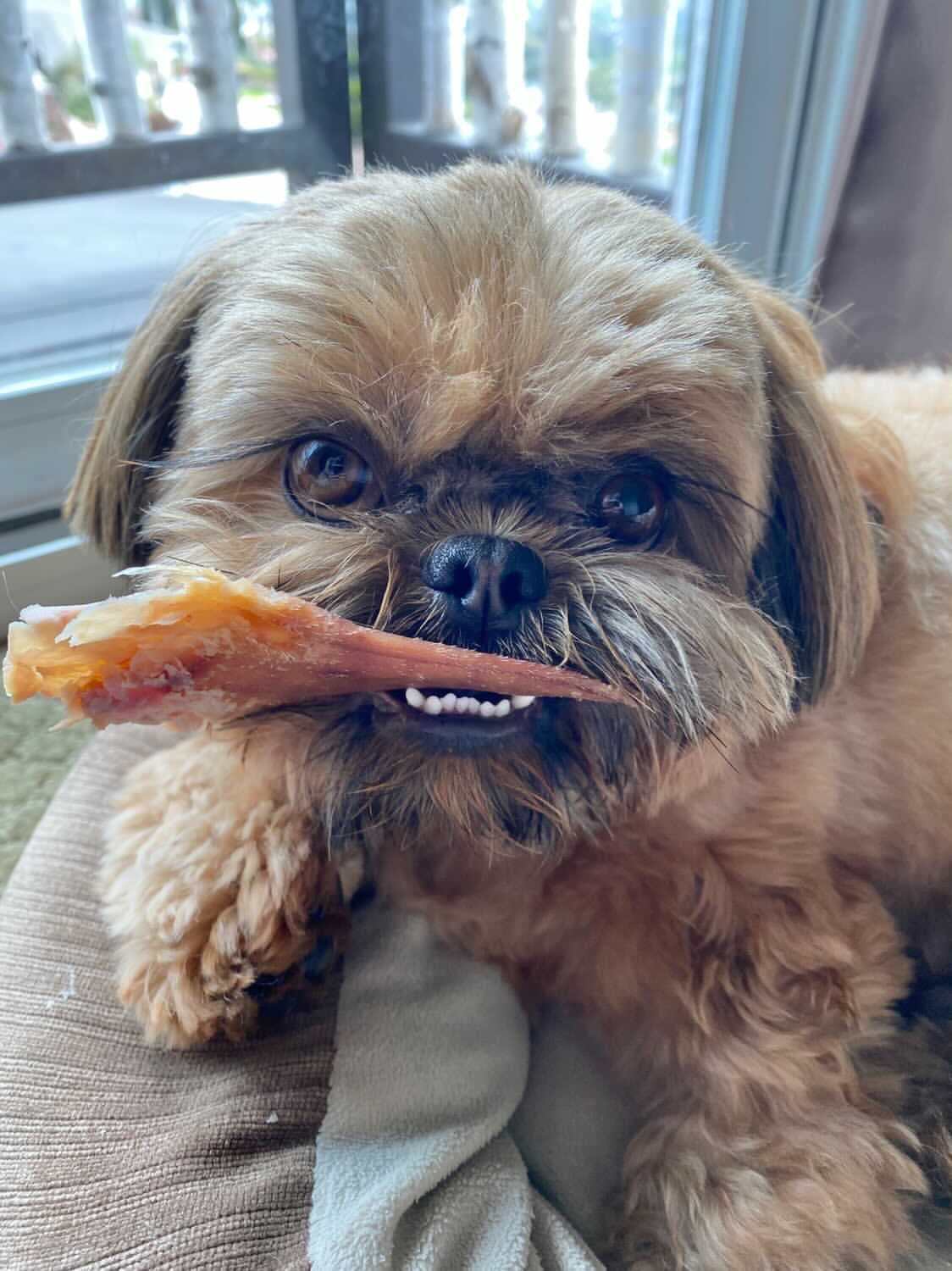 Pig Ears - Ulti - Mutt Toys