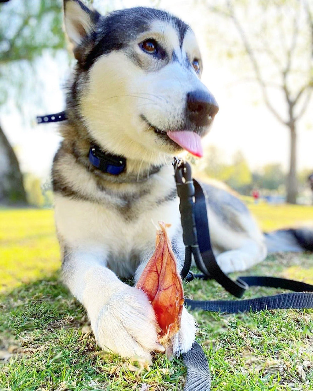 Pig Ears - Ulti - Mutt Toys