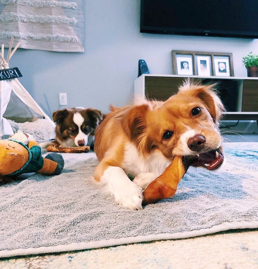 Pork Tails - Ulti - Mutt Toys