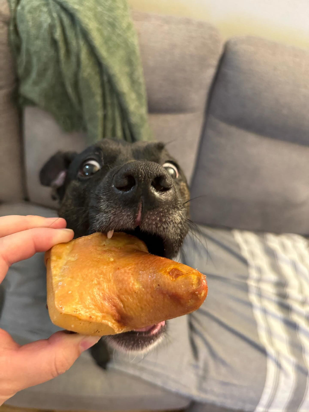 Pork Tails - Ulti - Mutt Toys