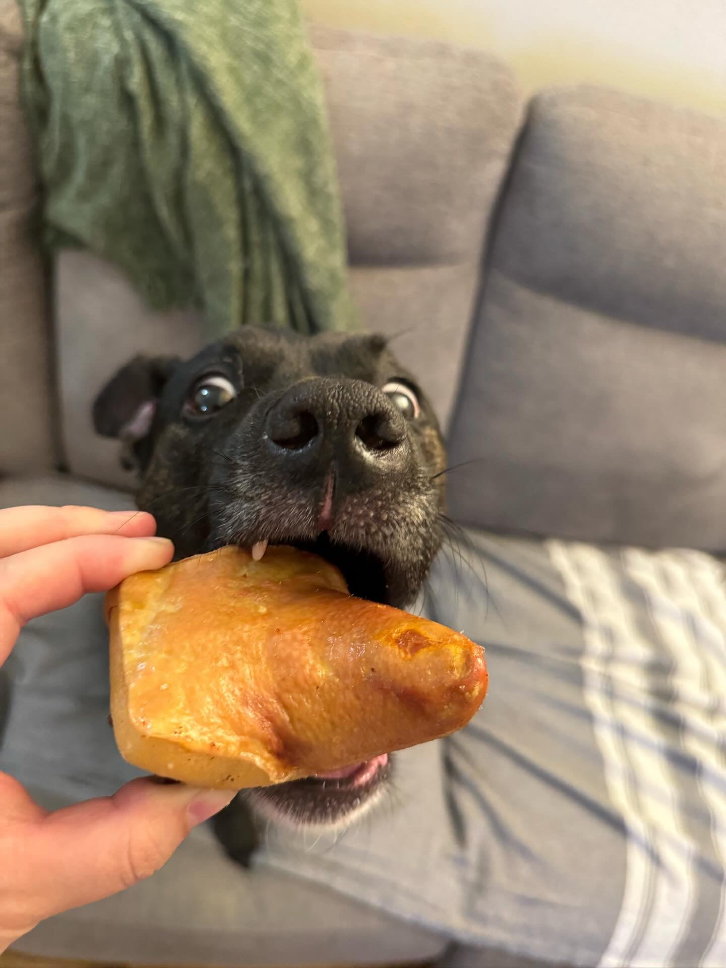 Pork Tails - Ulti - Mutt Toys