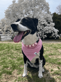Red Seersucker Bandana - Ulti-Mutt Toys