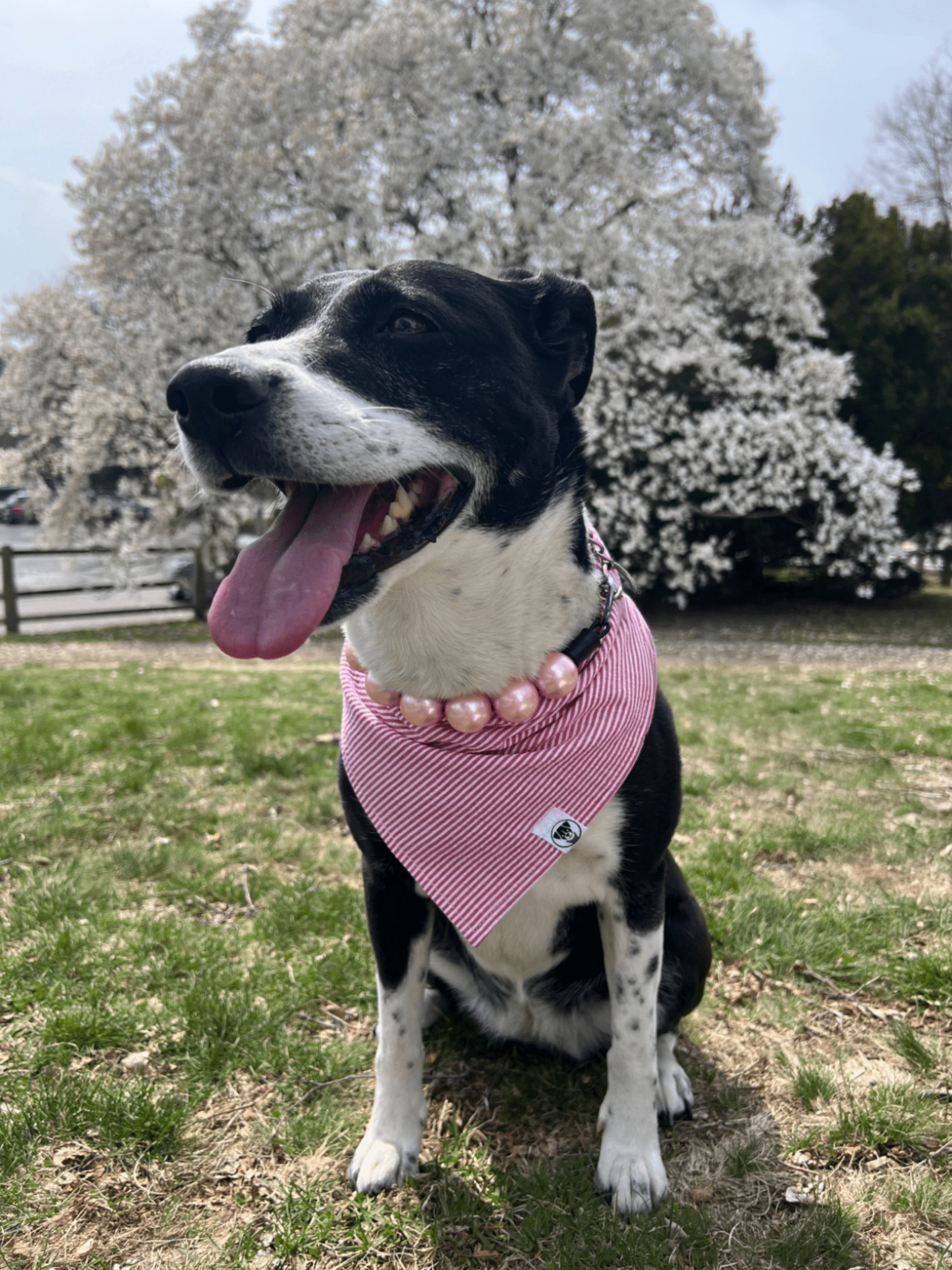 Red Seersucker Bandana - Ulti-Mutt Toys