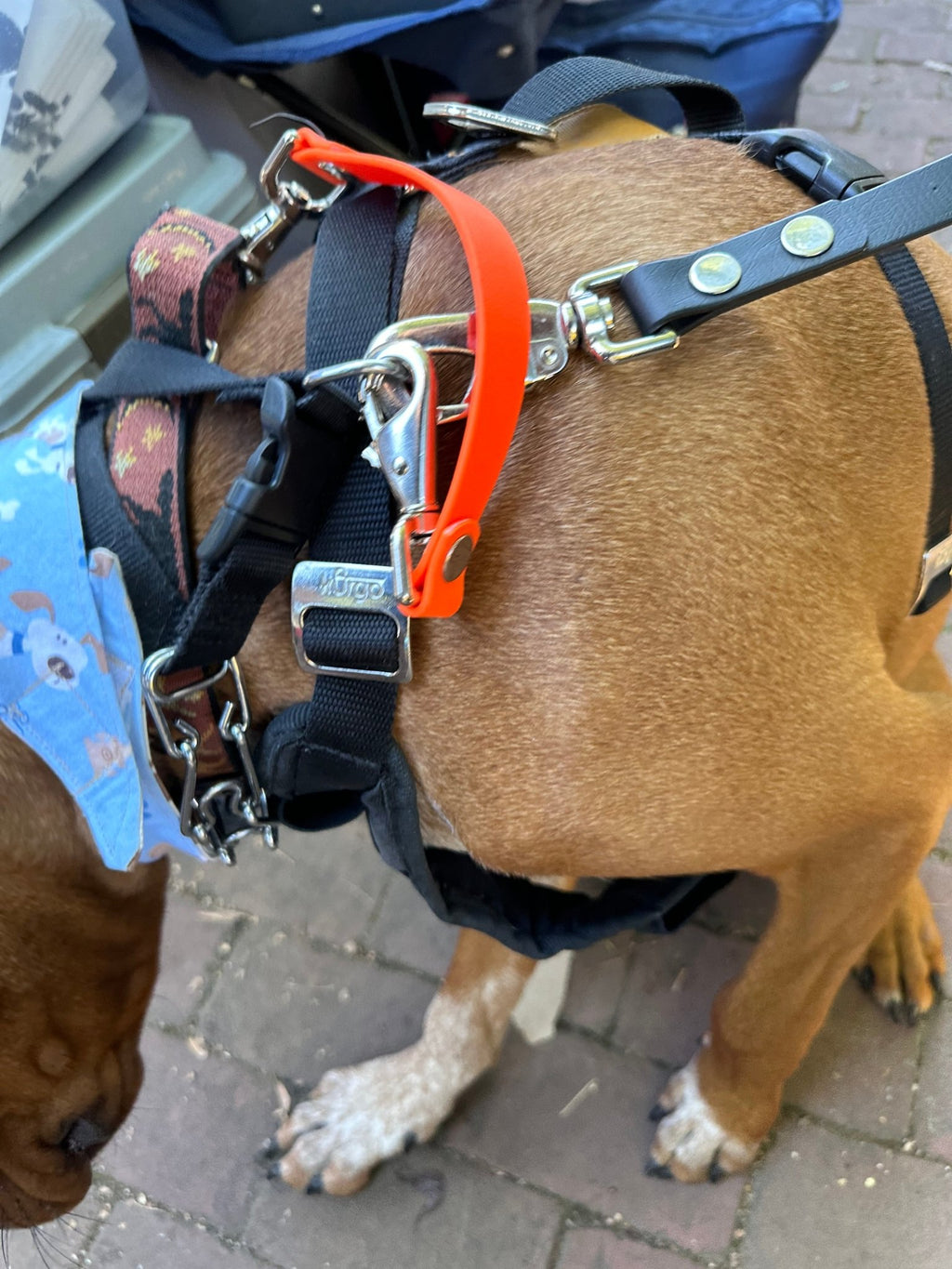 Safety Clip - Ulti - Mutt Toys