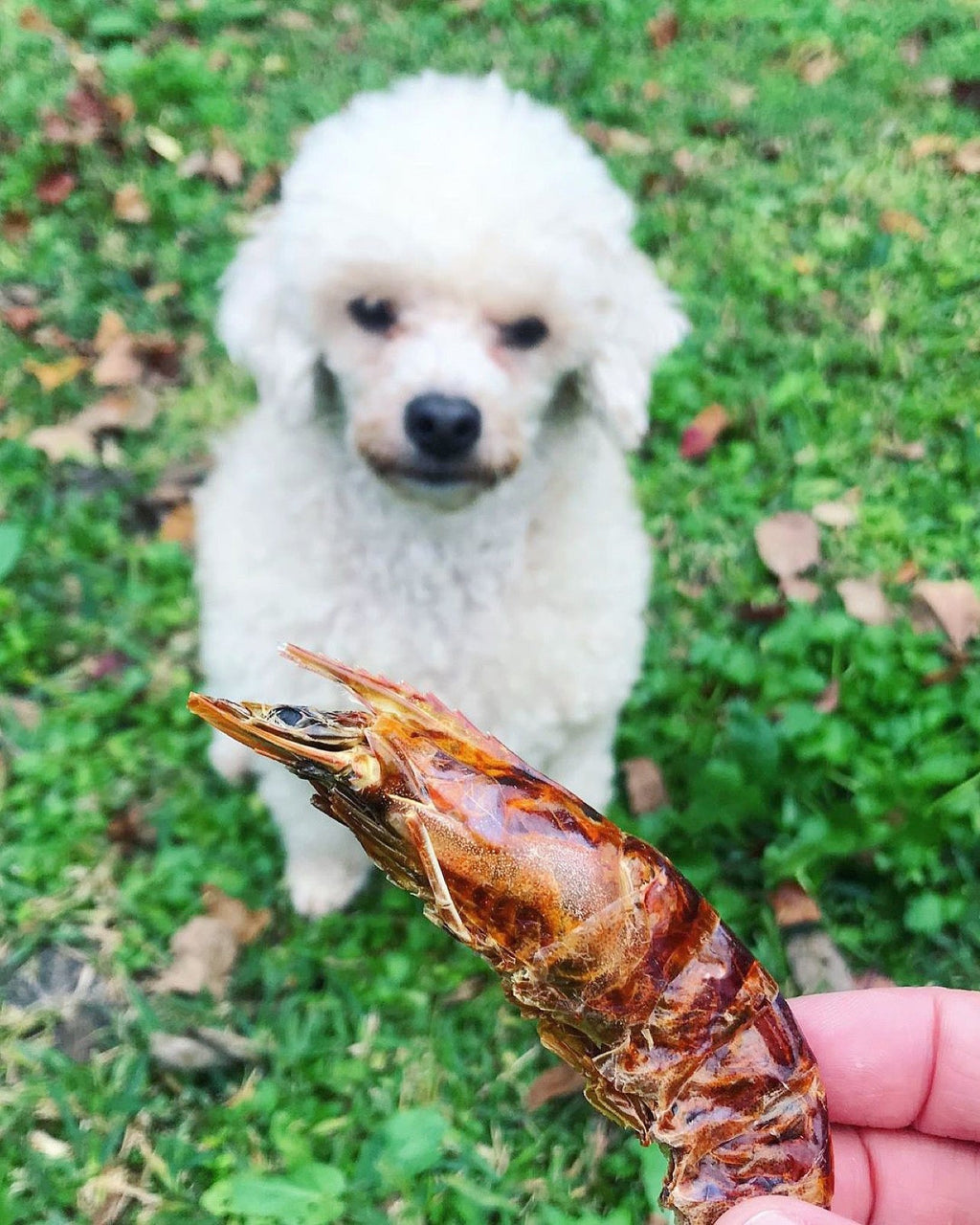 Shrimp (+Freeze Dried Options) - Ulti - Mutt Toys