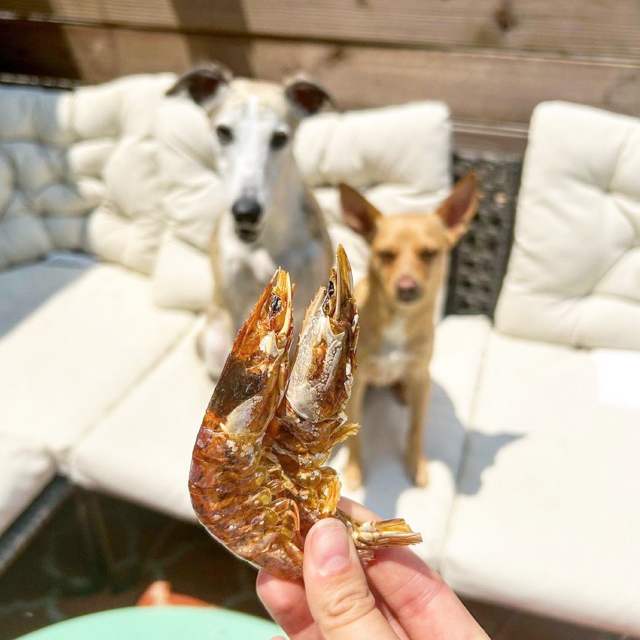 Shrimp (+Freeze Dried Options) - Ulti - Mutt Toys