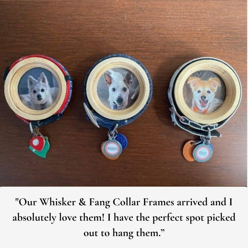 Small Dog Collar Frame | "The Chihuahua" - Ulti-Mutt Toys