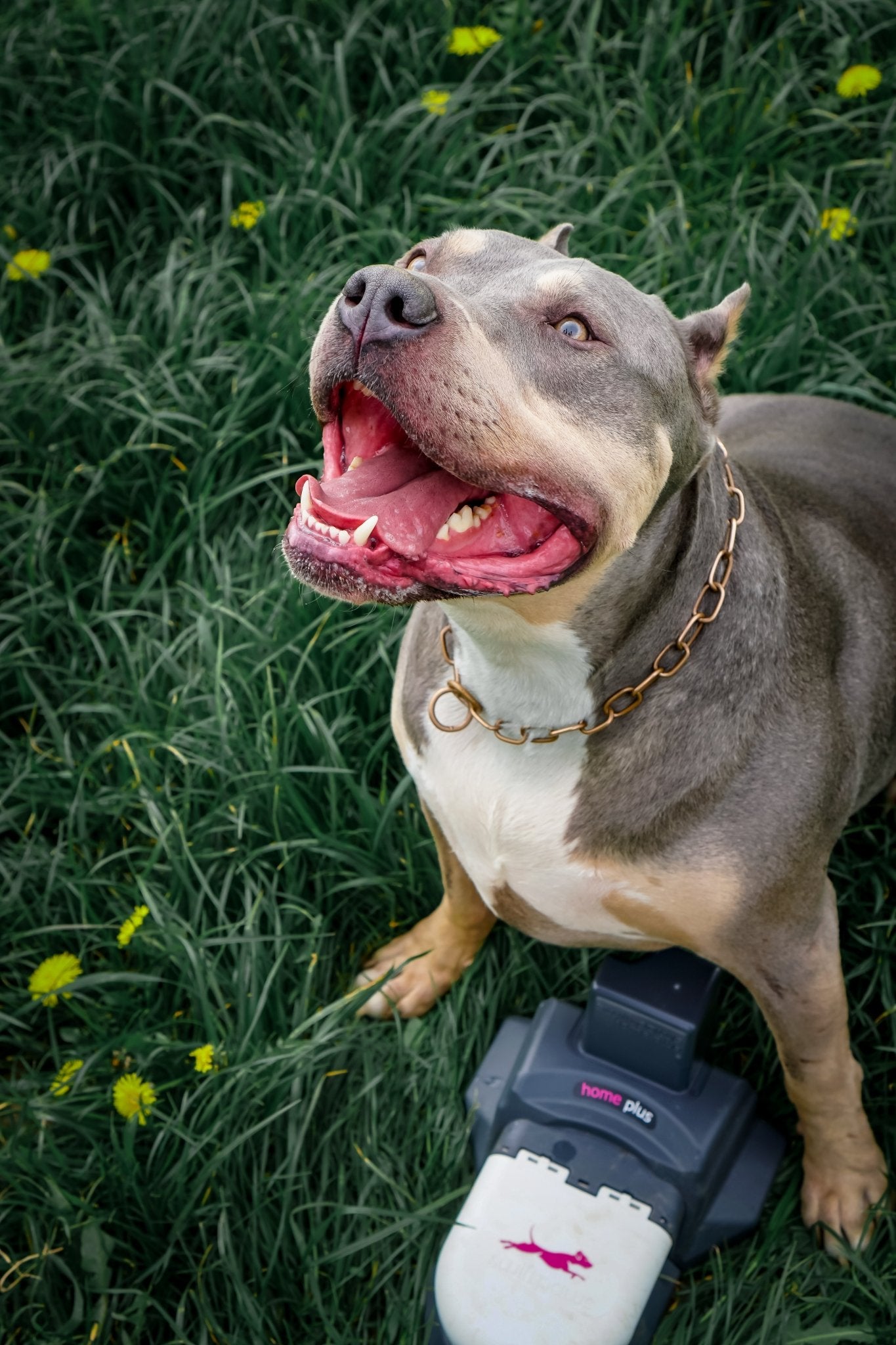 pit bull tupe dog standing over lure device