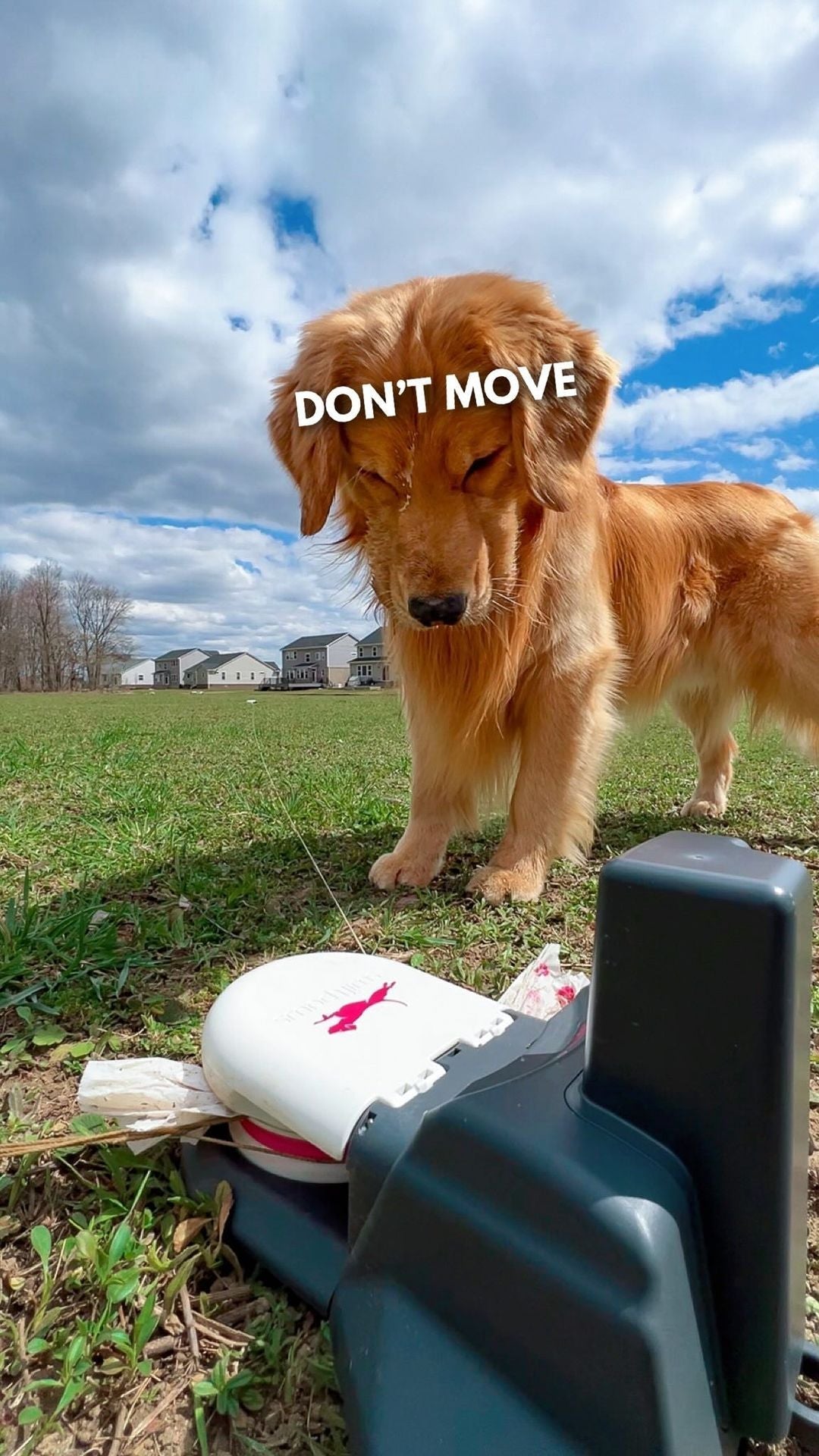 golden retriver with lure course unit