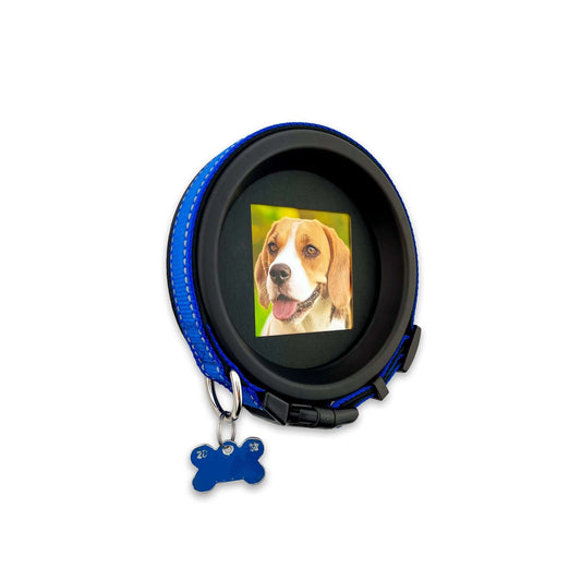 Medium Dog Collar Frame | "The Beagle"