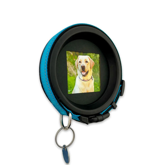 Large Dog Collar Frame | "The Labrador"