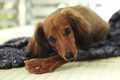 Tuesday's Natural Dog Company 6" Beef Gullet Strips - Ulti-Mutt Toys