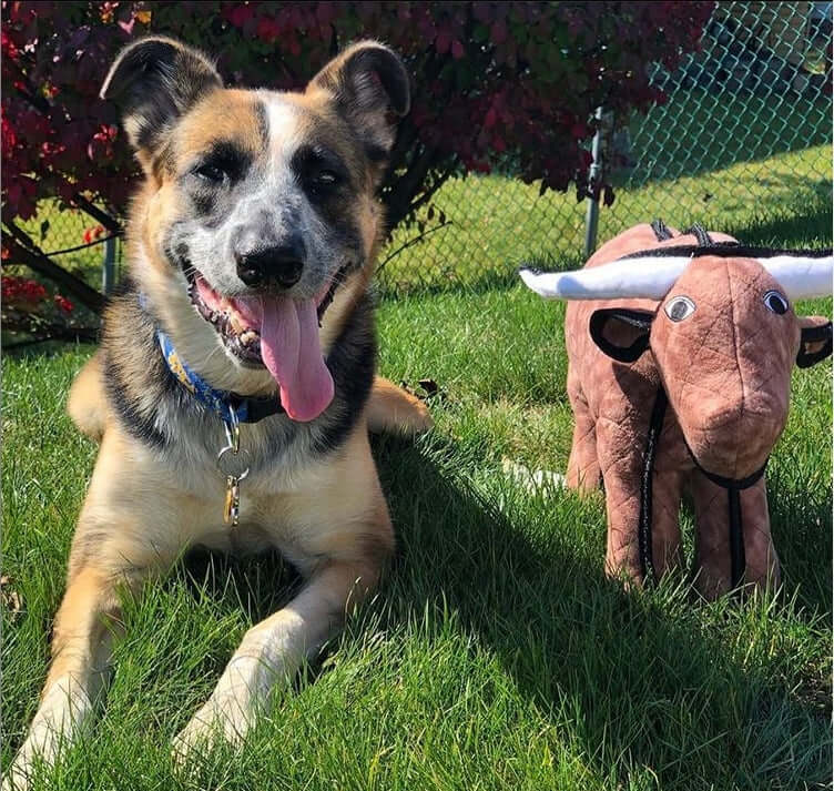 Tuffy Barnyards - Ulti - Mutt Toys