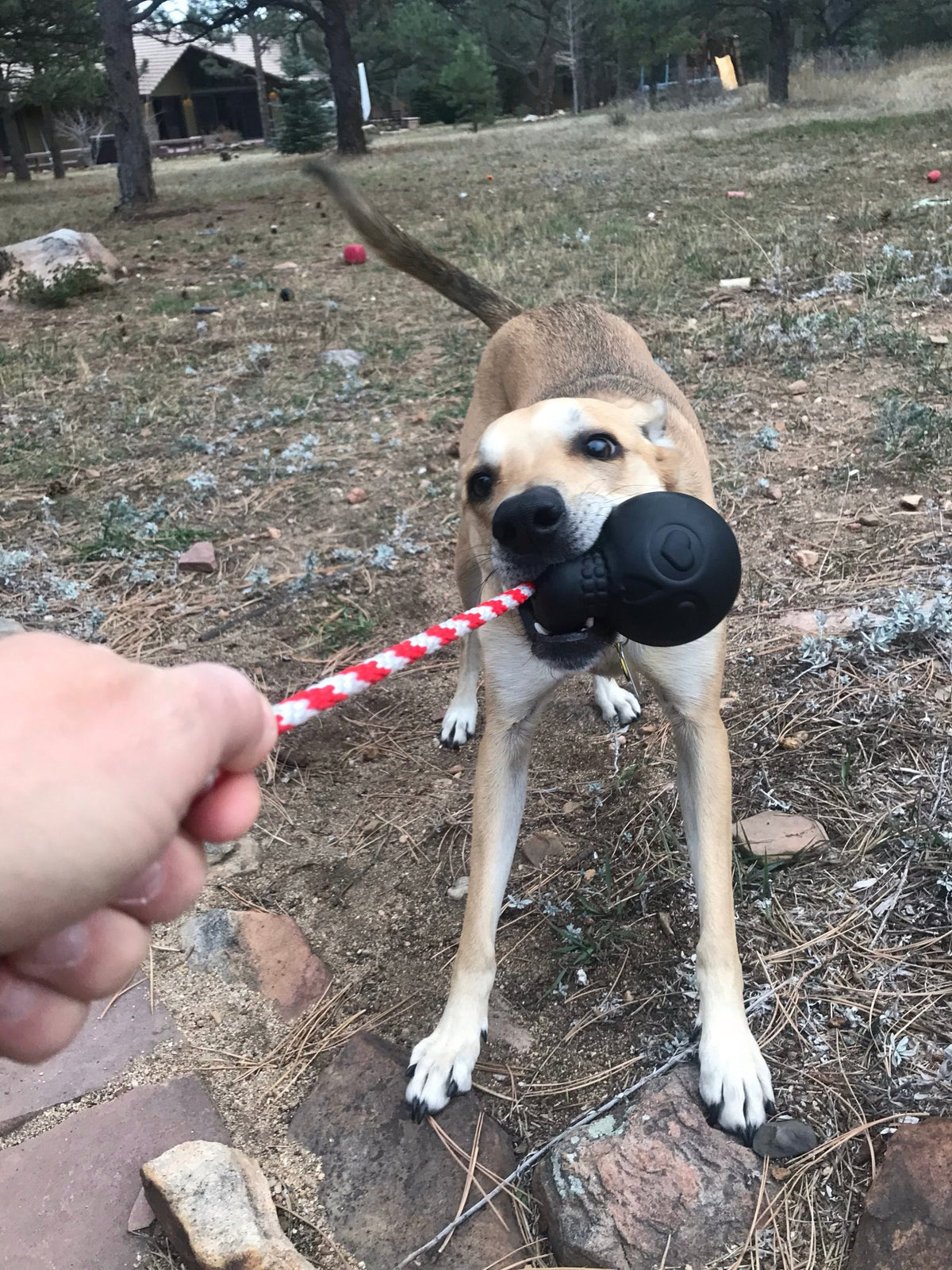 USA-K9 Magnum Skull - Black Magnum Rubber Chew Toy for Extreme Chewers | USA Made - Ulti-Mutt Toys